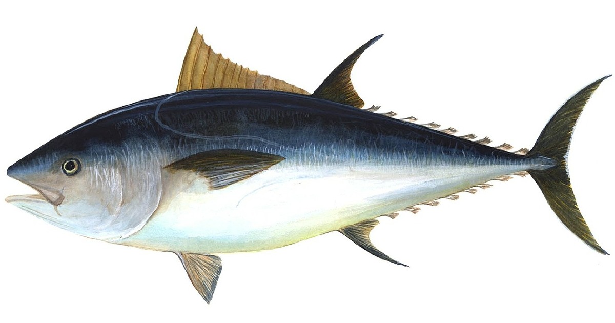 Bigeye Tuna- largest tuna species in the world