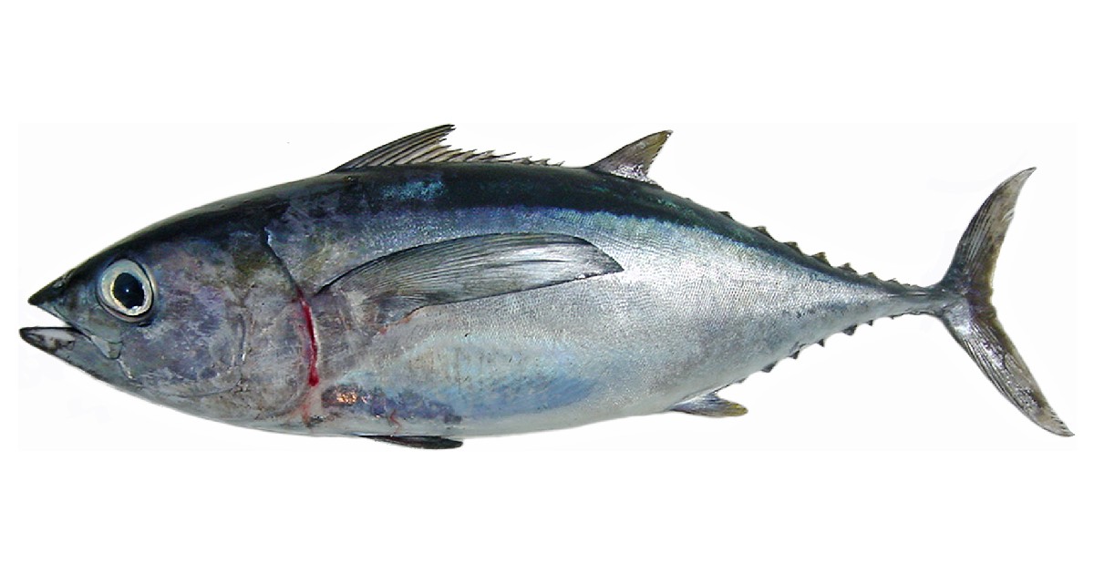 Blackfin Tuna - largest tuna species in the world