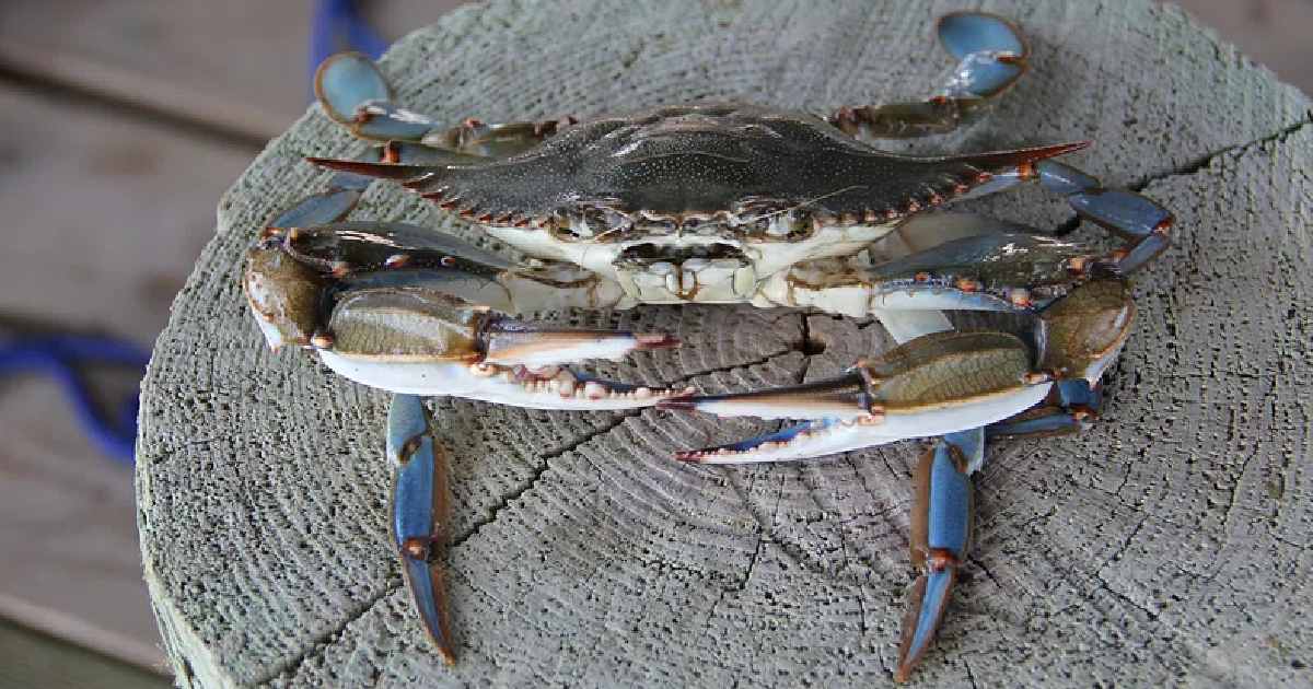 Blue Crab