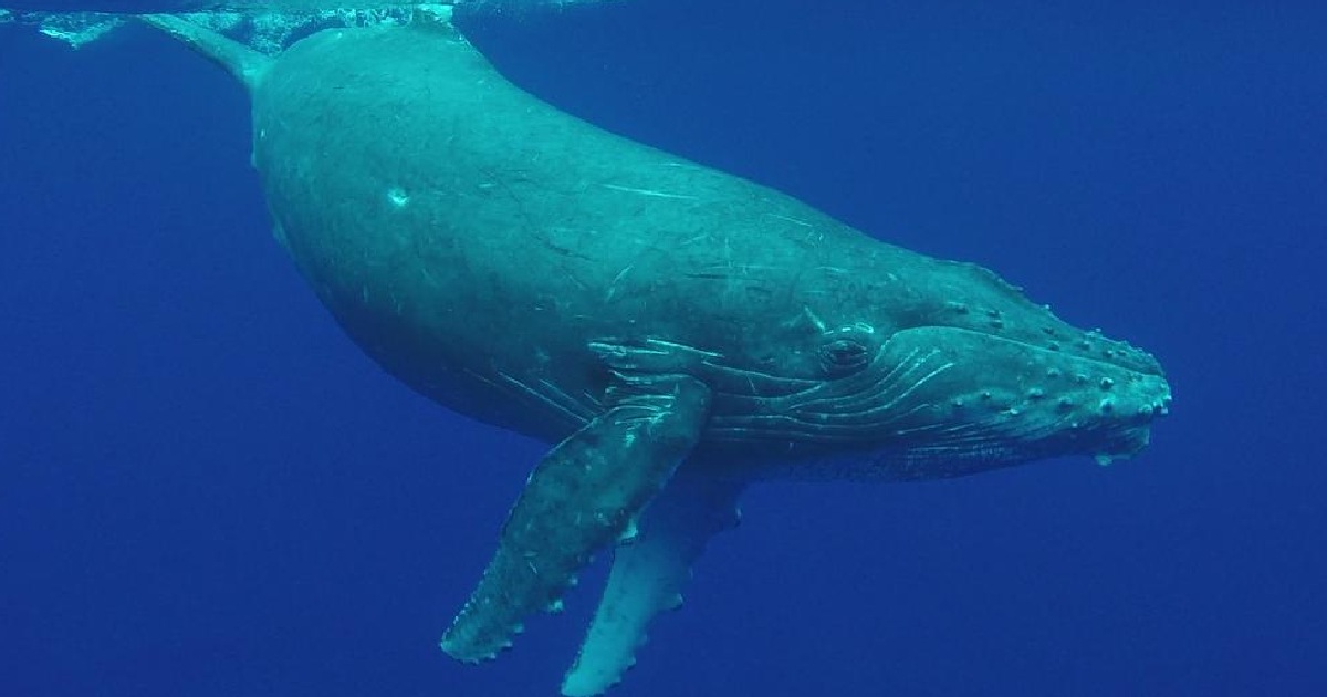 Blue Whale - largest whale species
