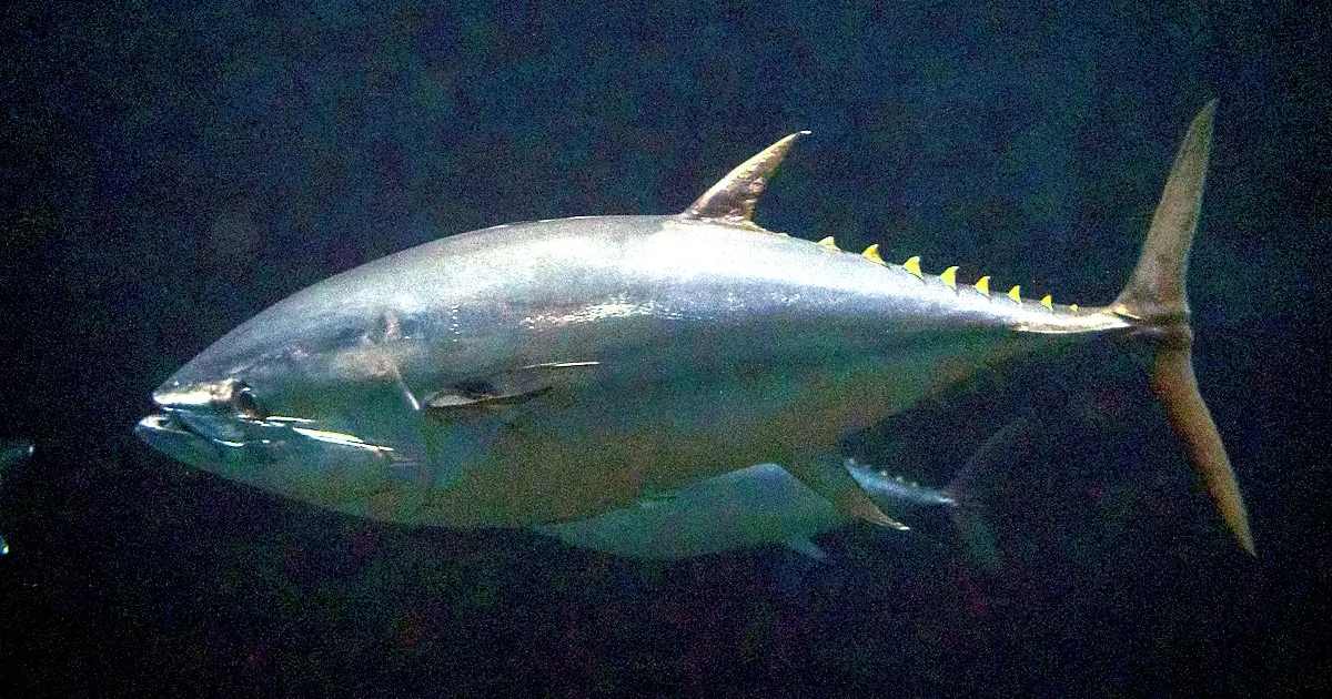 Bluefin Tuna - largest fish in the world