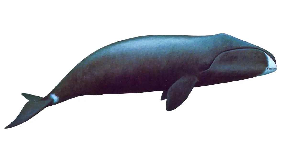 Bowhead Whale - largest whale species
