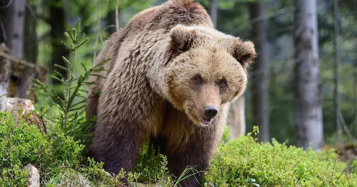 Brown Bear - Largest Land Predators