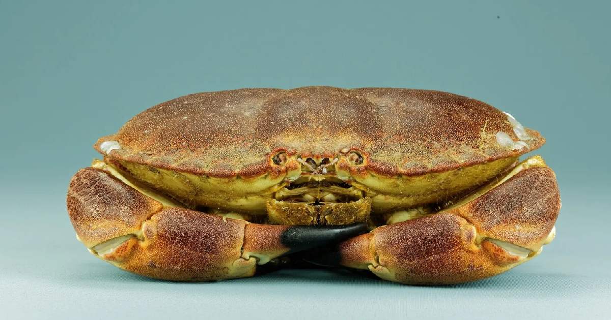 Brown Crab