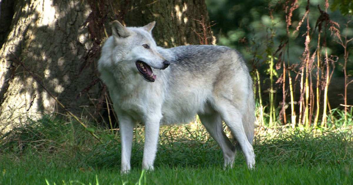 Canadian Timber Wolf - Largest Wolves in the World