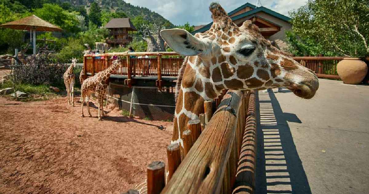 Cheyenne Mountain Zoo - Largest Zoos in the United States