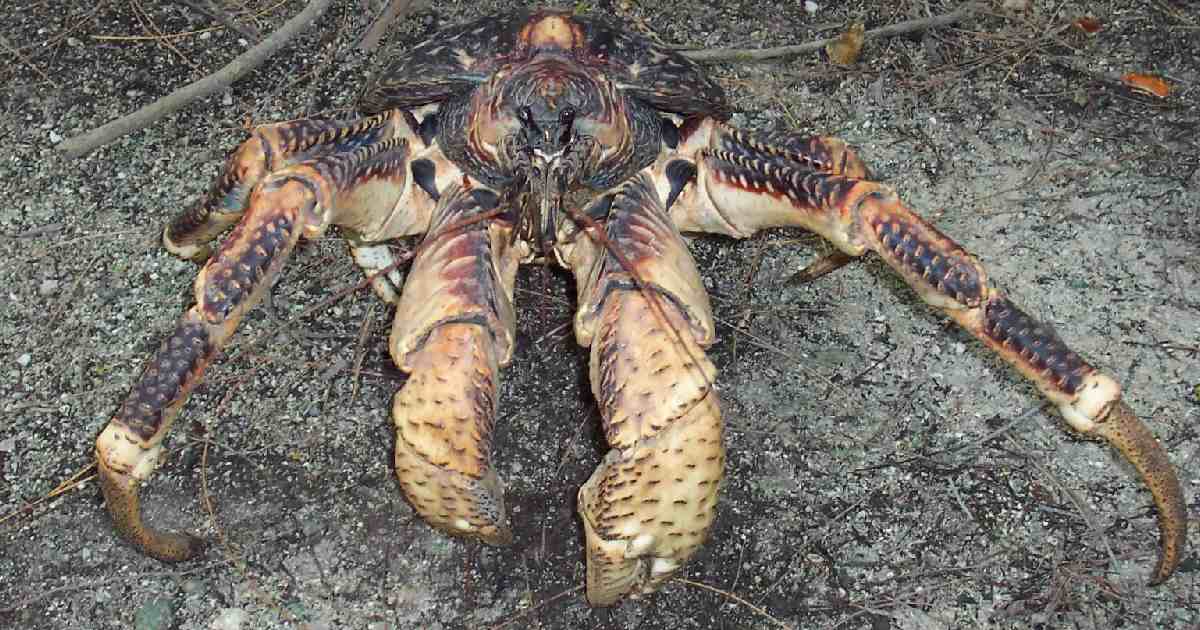 Coconut Crab