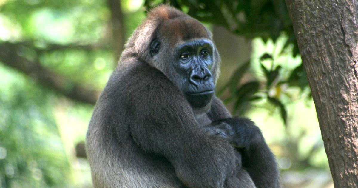 Cross River Gorilla - largest gorilla species in the world