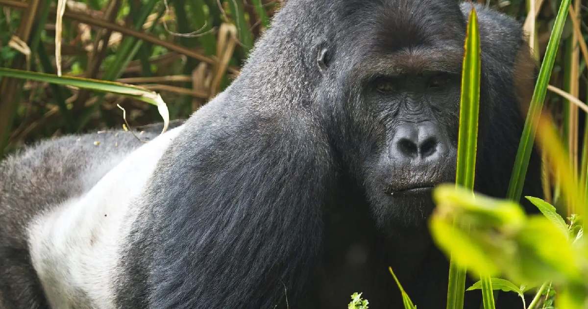 Eastern Lowland Gorilla - largest gorilla species in the world