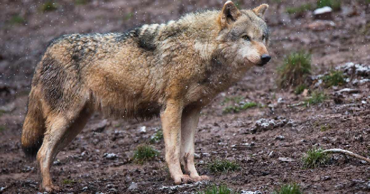 Eurasian Wolf - Largest Wolves in the World