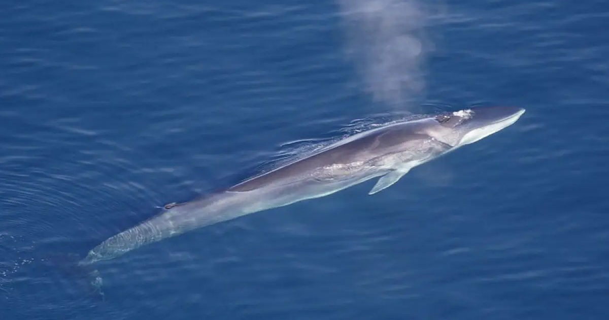 Fin Whale - largest whale species
