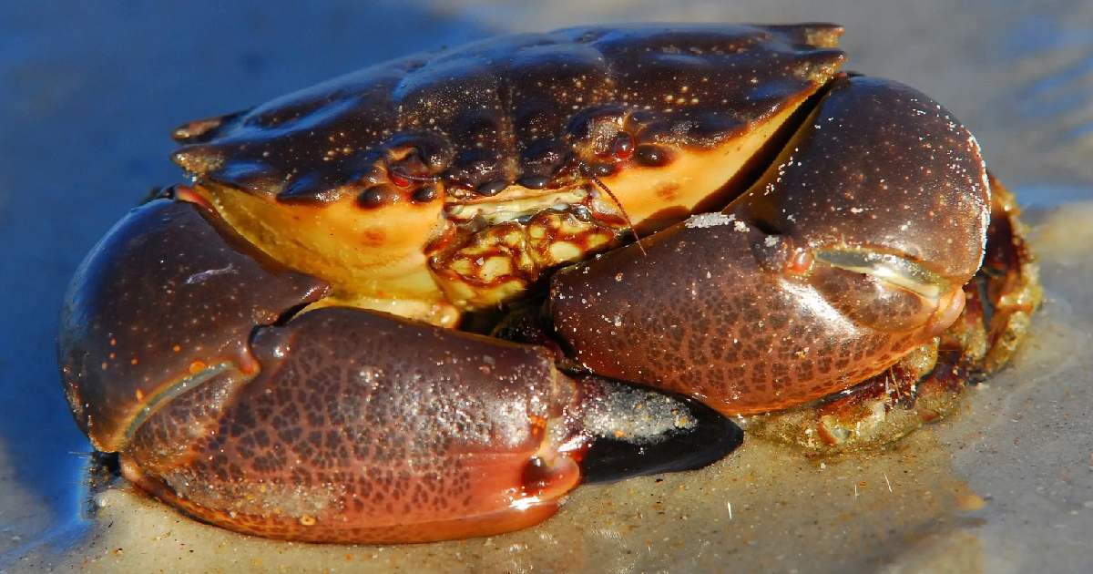 Florida Stone Crab