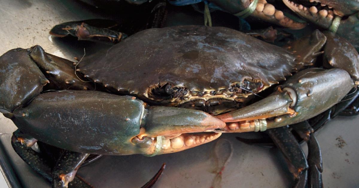 Giant Mud Crab