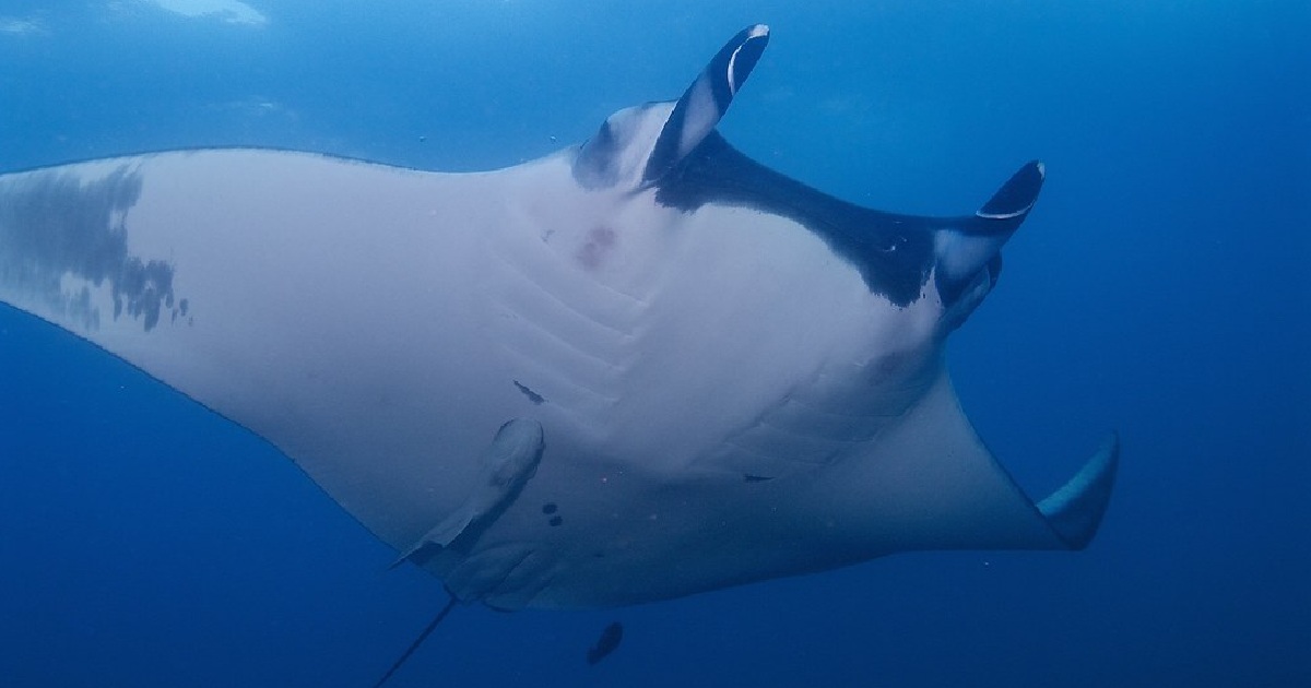 Giant Oceanic Manta Ray - largest fish in the world