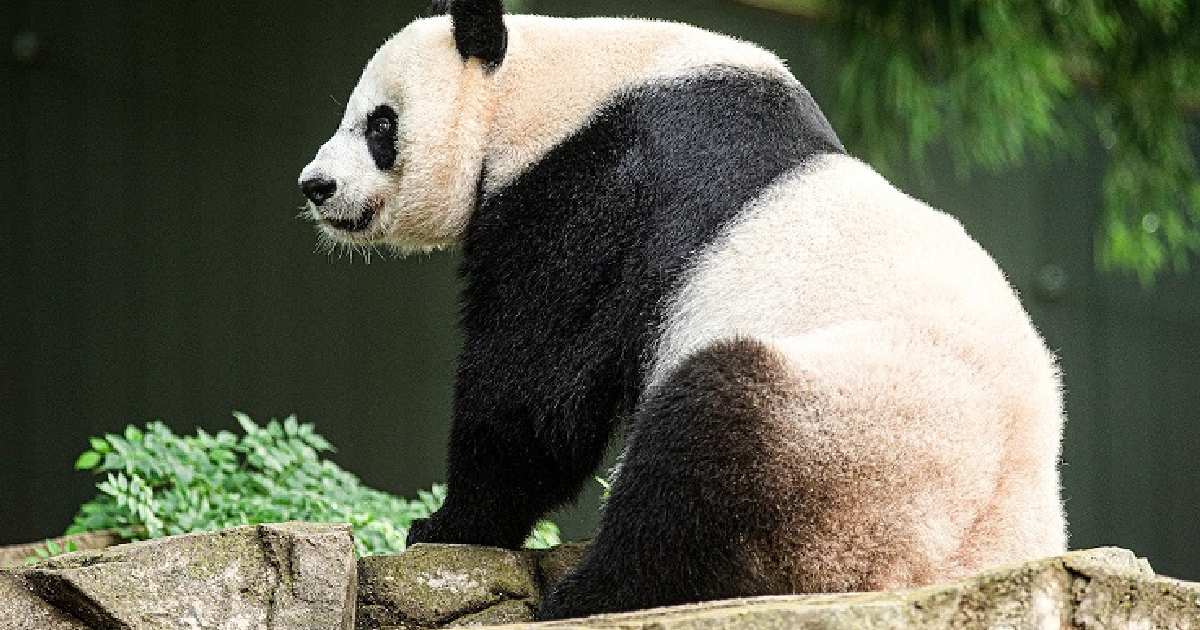 Giant Panda - Largest Land Predators