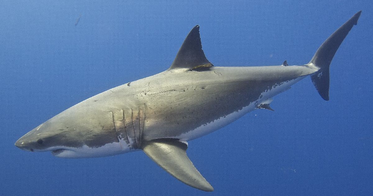 Great White Shark - largest fish in the world