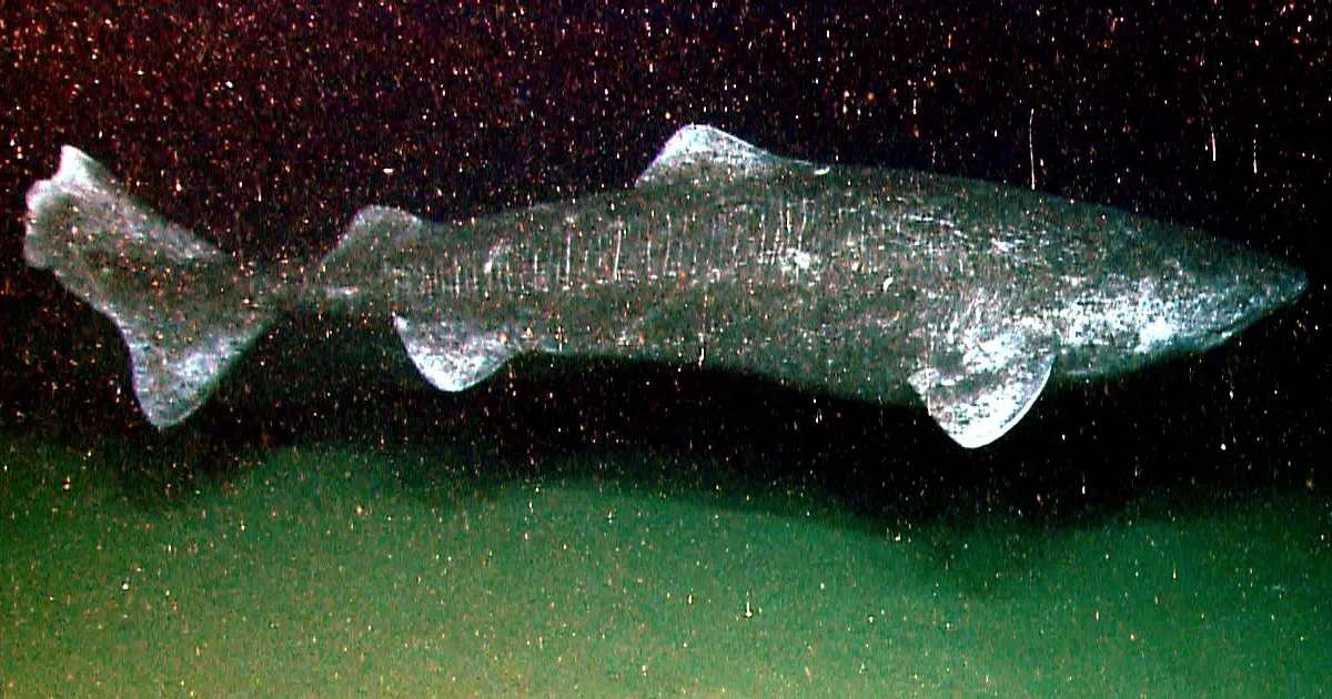 Greenland Shark - largest fish in the world