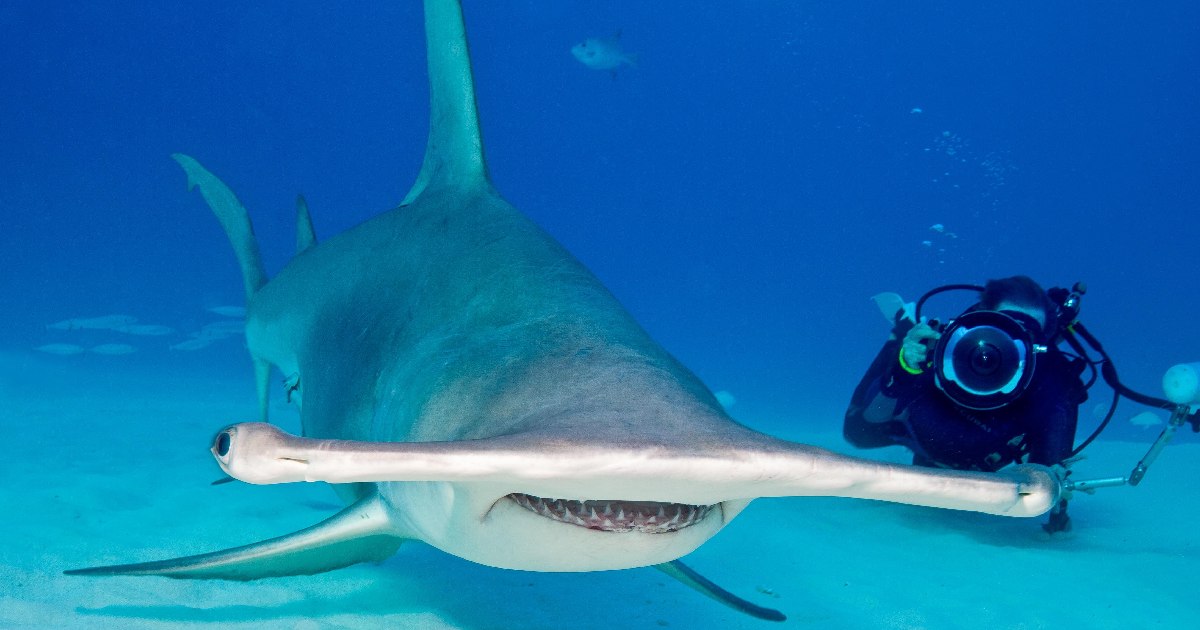 Hammerhead Shark - largest fish in the world