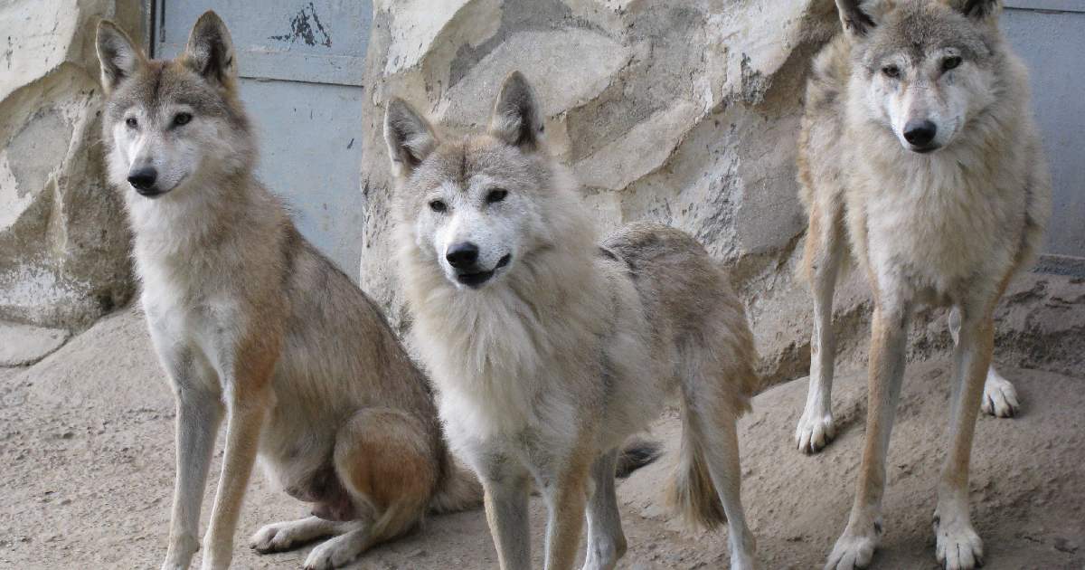 Himalayan Wolf - Largest Wolves in the World