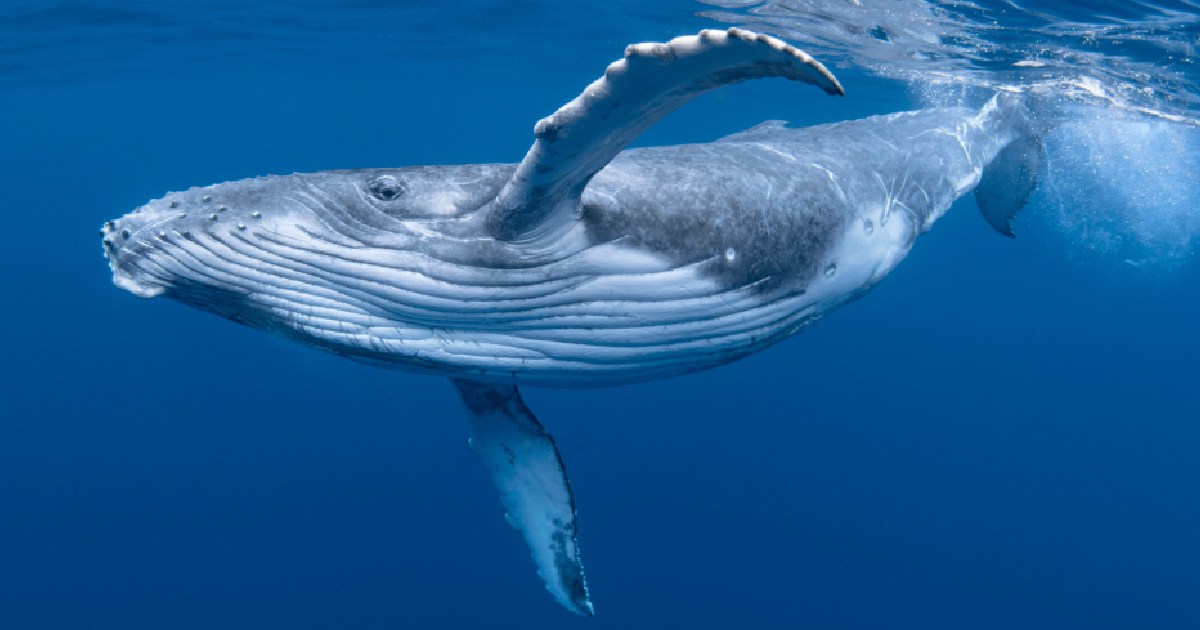 Humpback Whale - largest whale species
