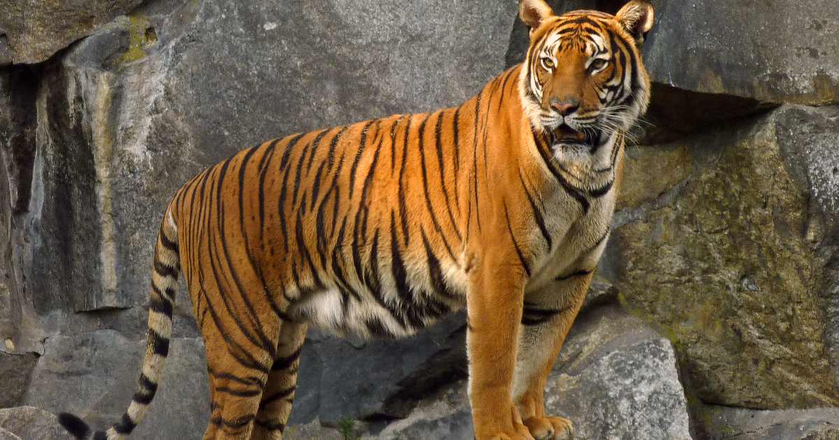 Indo-Chinese Tiger - Largest Tiger Species in the World