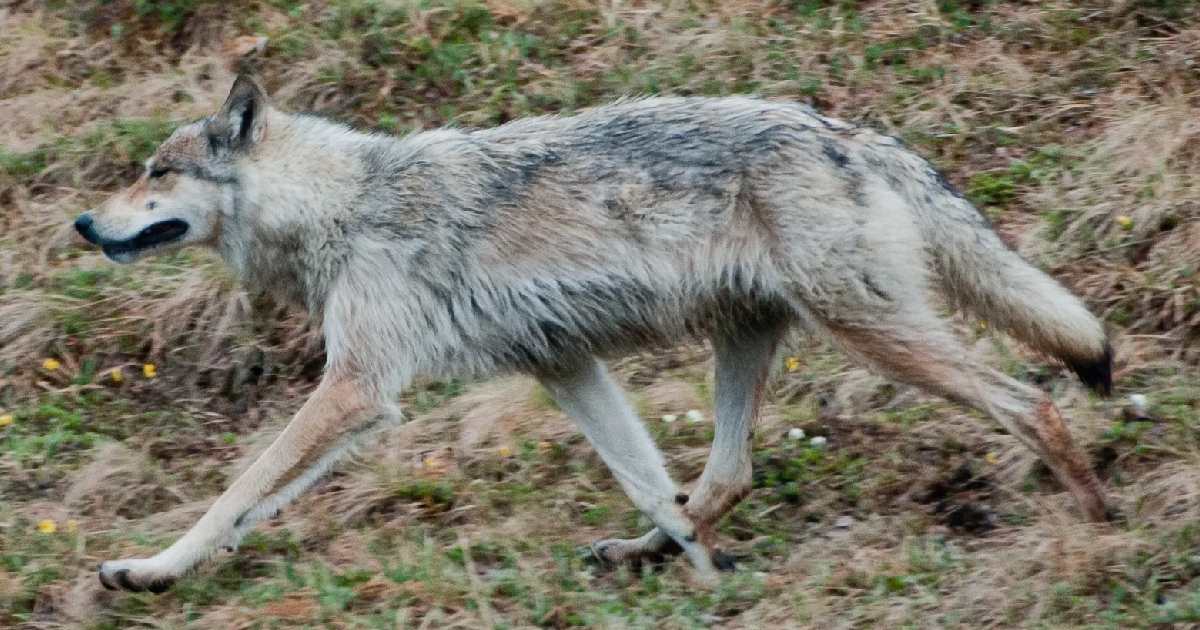 Interior Alaskan Wolf - Largest Wolves in the World