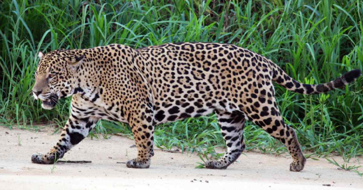 Jaguar - Largest Land Predators