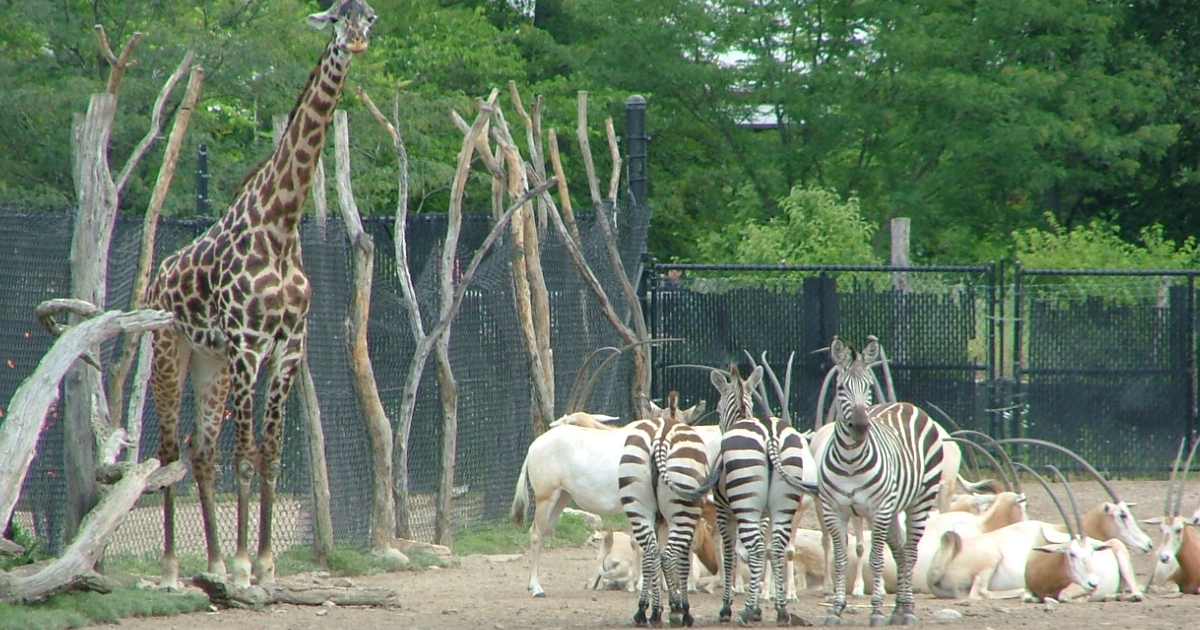 Kansas City Zoo - Largest Zoos in the United States