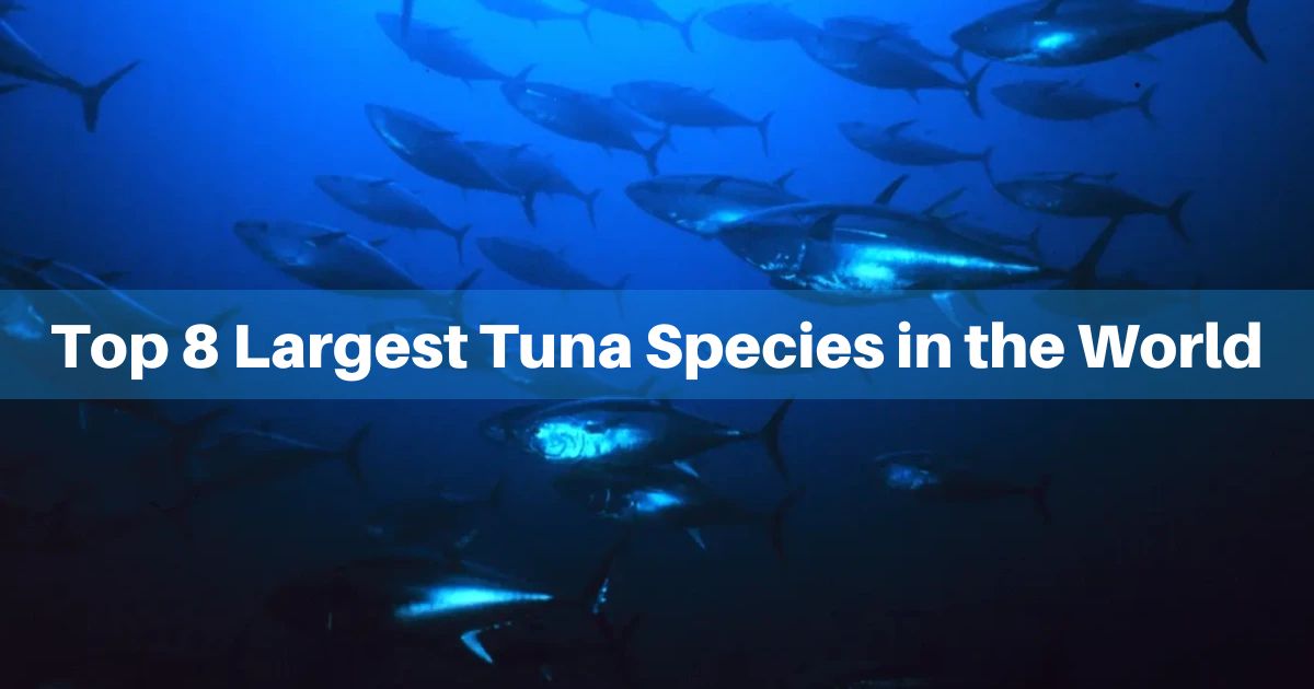 Explore the Largest Tuna Species in the World : Giants of the Deep Explore the Largest Tuna Species in the World : Giants of the Deep