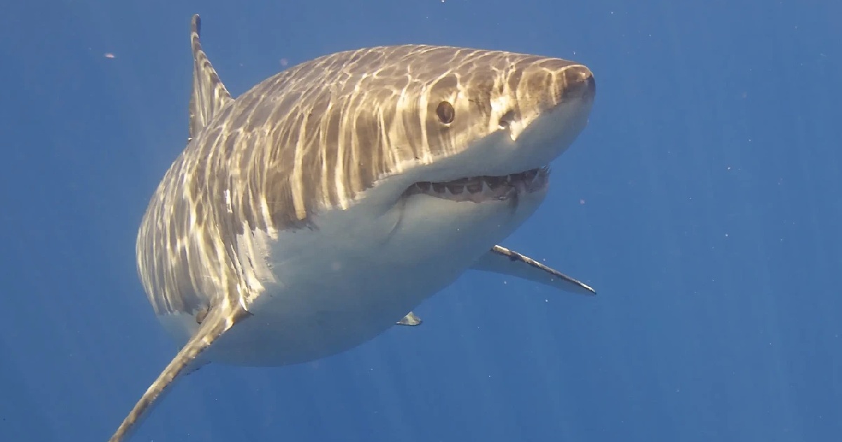 Largest White Sharks Ever Recorded