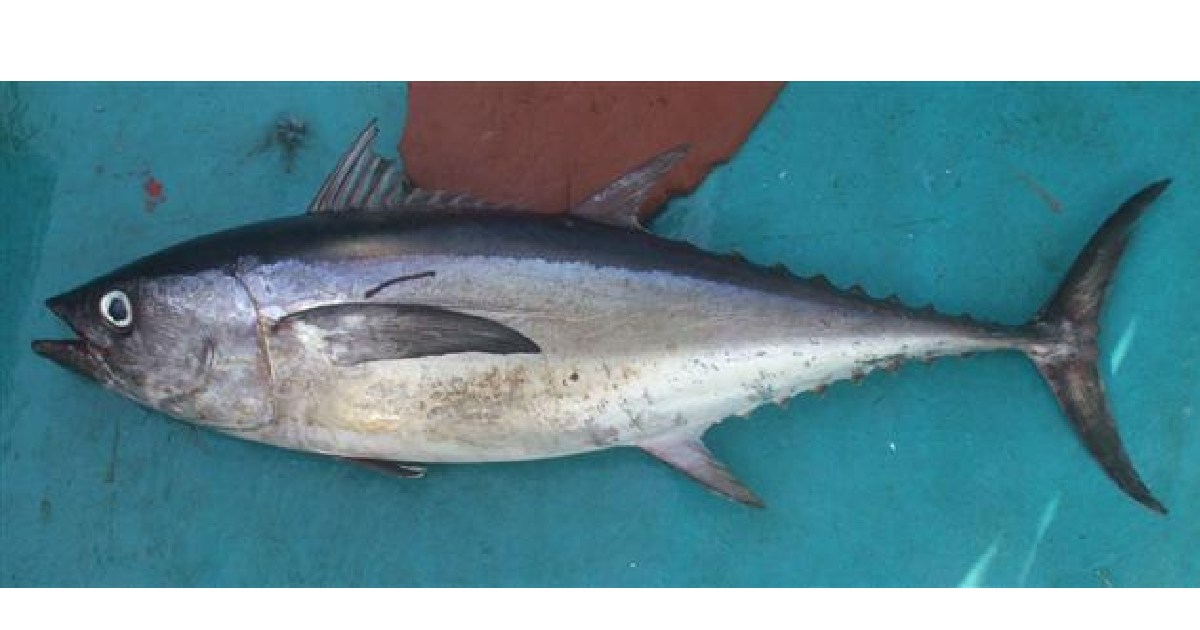 Longtail Tuna- largest tuna species in the world