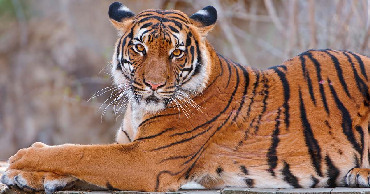 Malayan Tiger - Largest Tiger Species in the World