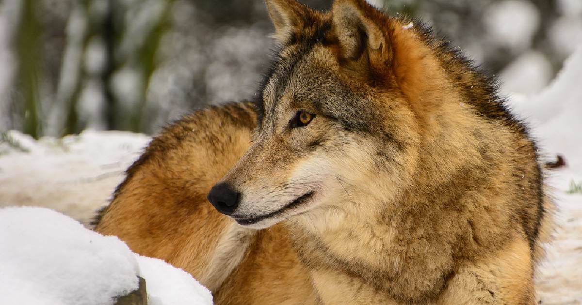 Mongolian Wolf - Largest Wolves in the World