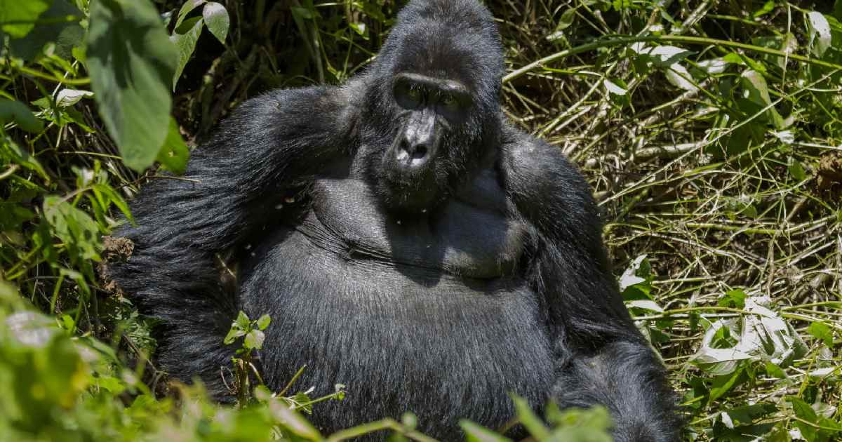 Mountain Gorilla - largest gorilla species in the world