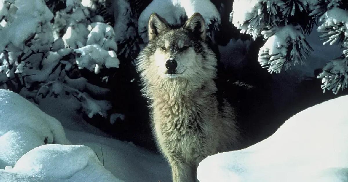 Northern Rocky Mountain Wolf - Largest Wolves in the World