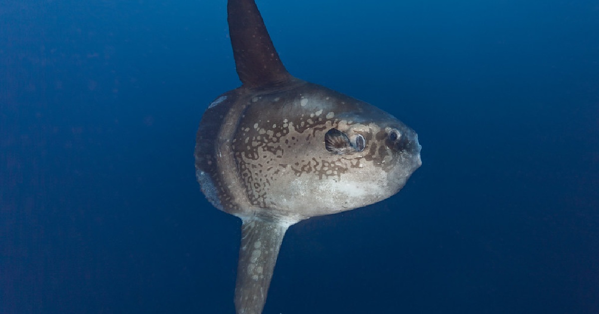 Ocean Sunfish - largest fish in the world