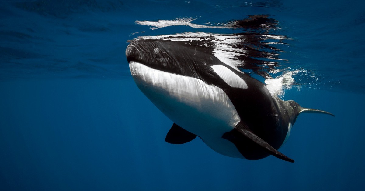 Orca - largest whale species
