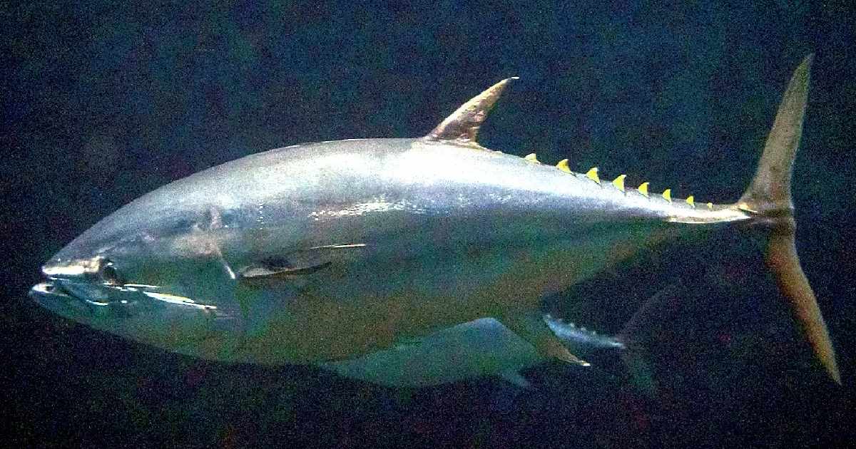 Pacific Bluefin Tuna - largest tuna species in the world