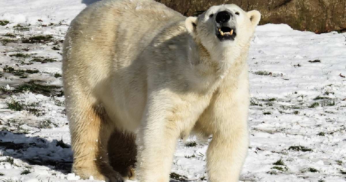 Polar Bear - Largest Land Predators