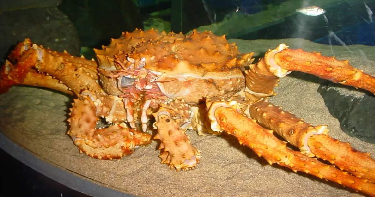 Red King Crab