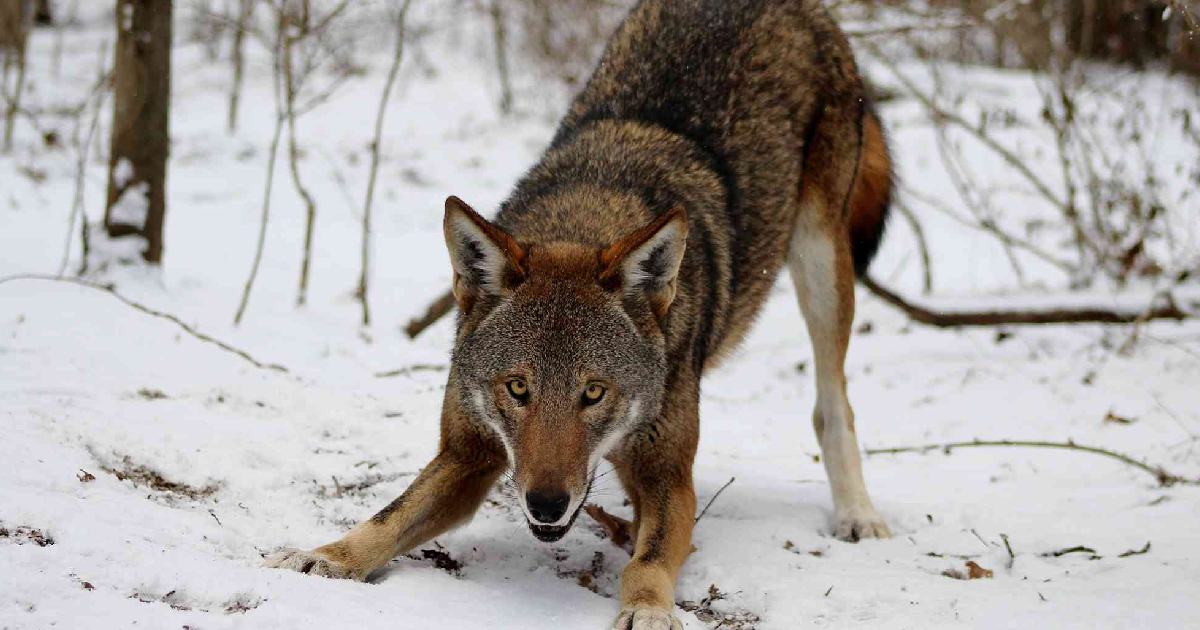 Red Wolf - Largest Wolves in the World