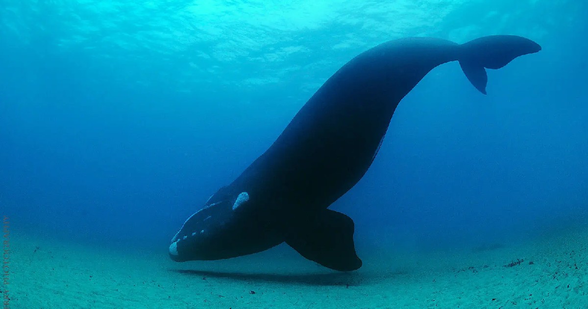 Right Whale - largest whale species
