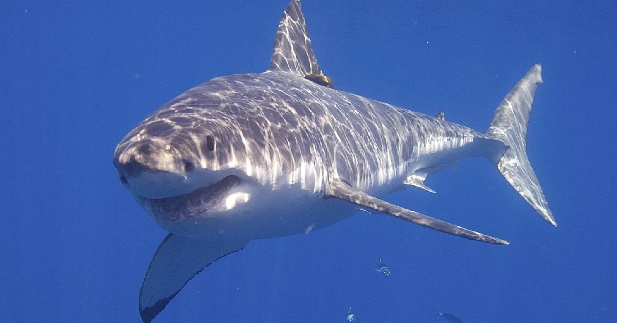 Role of Shark Research Organizations - largest white sharks
