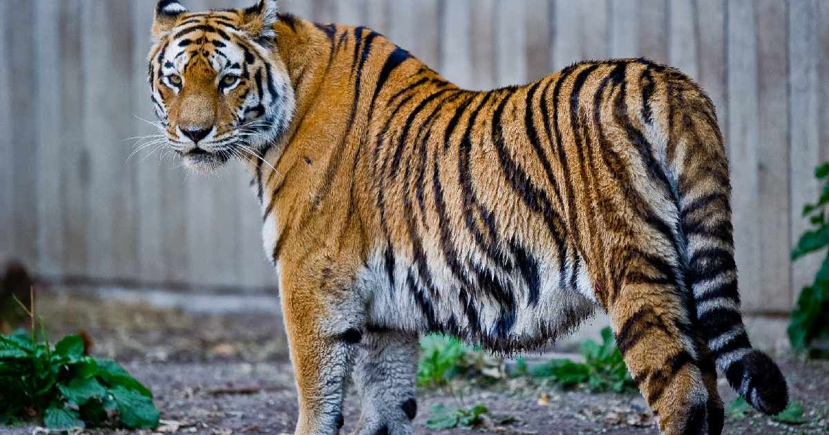 Siberian Tiger  - Largest Tiger Species in the World