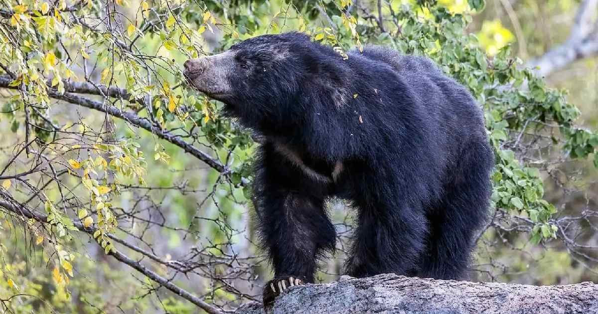 Sloth Bear - Largest Land Predators