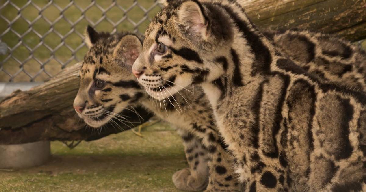 Smithsonian's National Zoo and Conservation Biology Institute - Largest Zoos in the United States