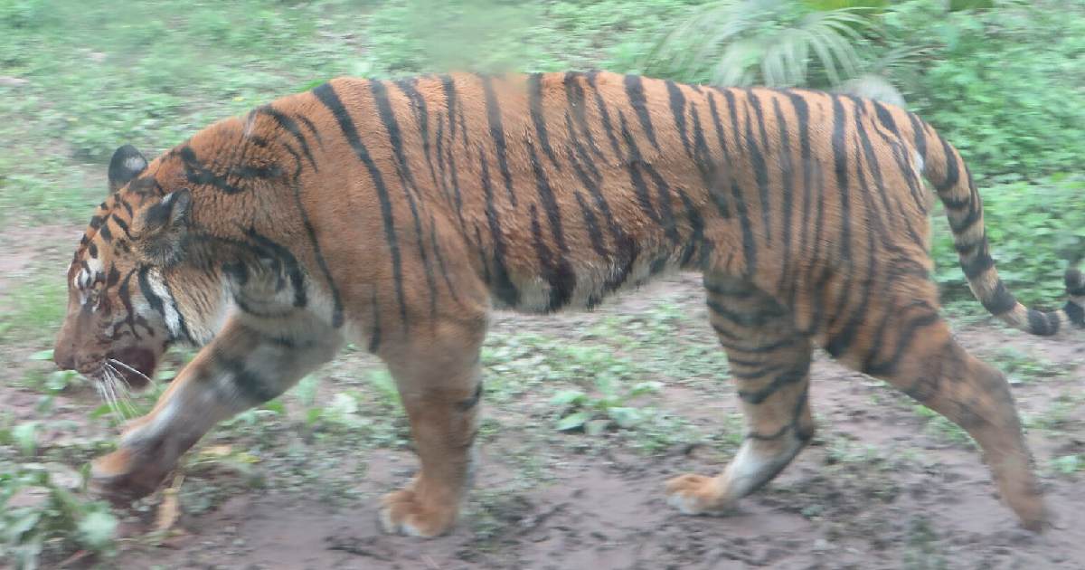 South China Tiger - Largest Tiger Species in the World