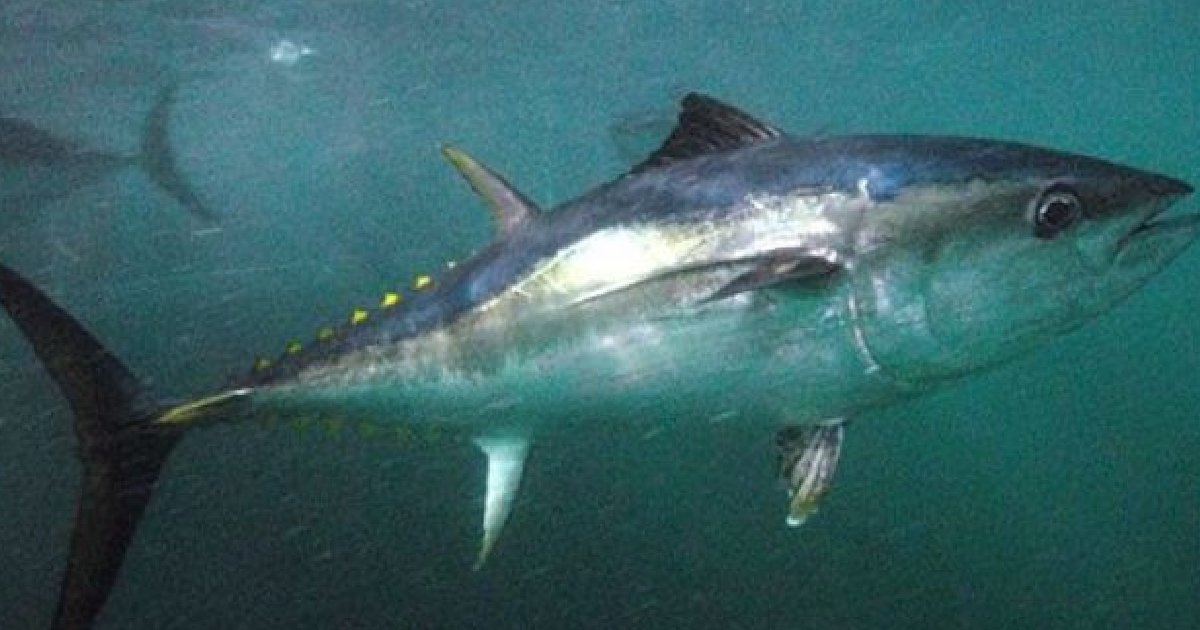 Southern Bluefin Tuna - largest tuna species in the world