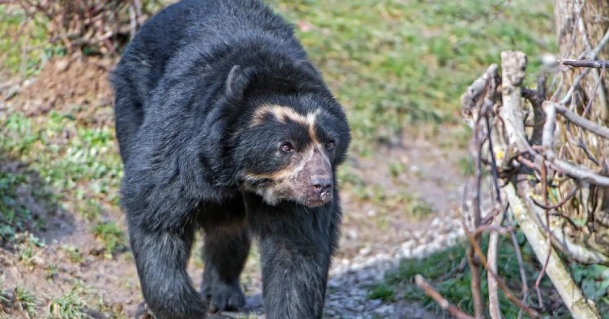 Spectacled Bear - Largest Land Predators