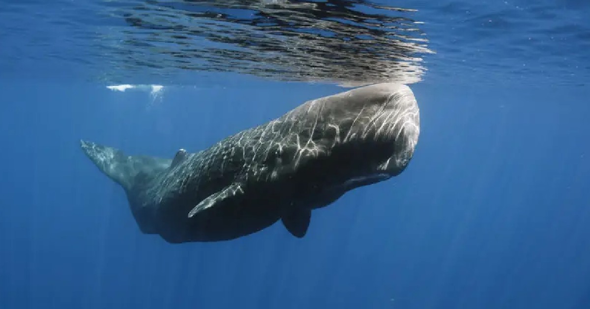 Sperm Whale - largest whale species
